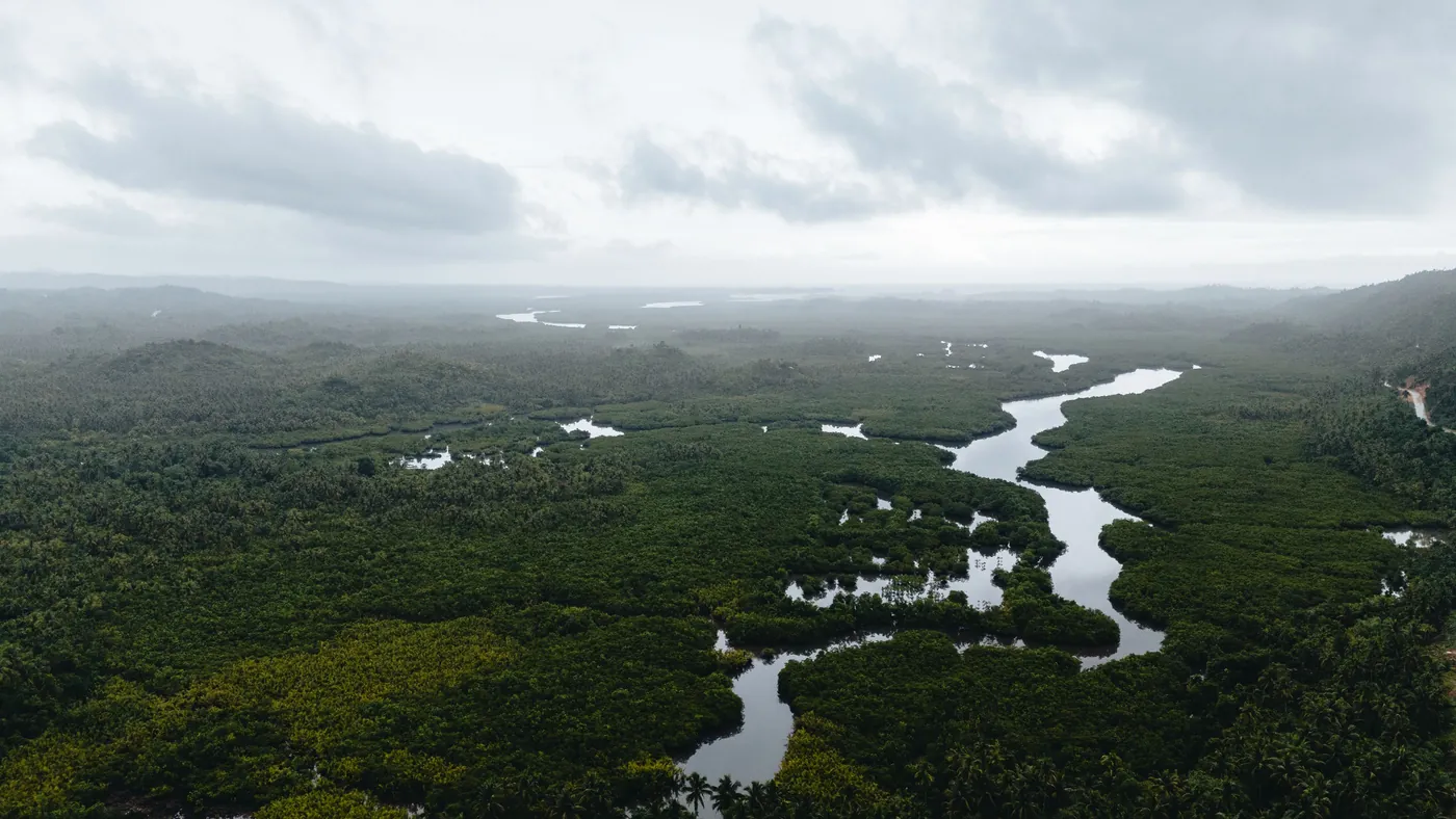 Photo: Lukas Faust (Pexels License) Aerial view of mangrove forest and winding tidal rivers at Dapa on Siargao Island